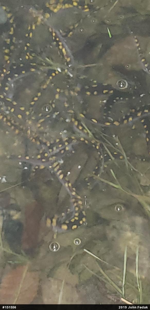Spotted Salamander