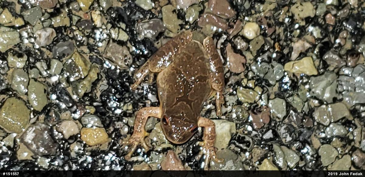 Spring Peeper