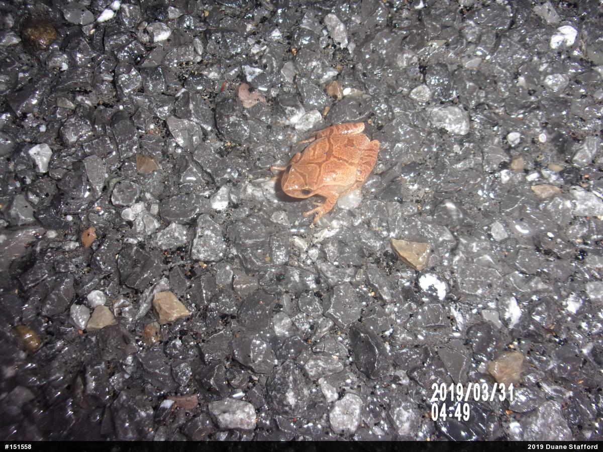 Spring Peeper