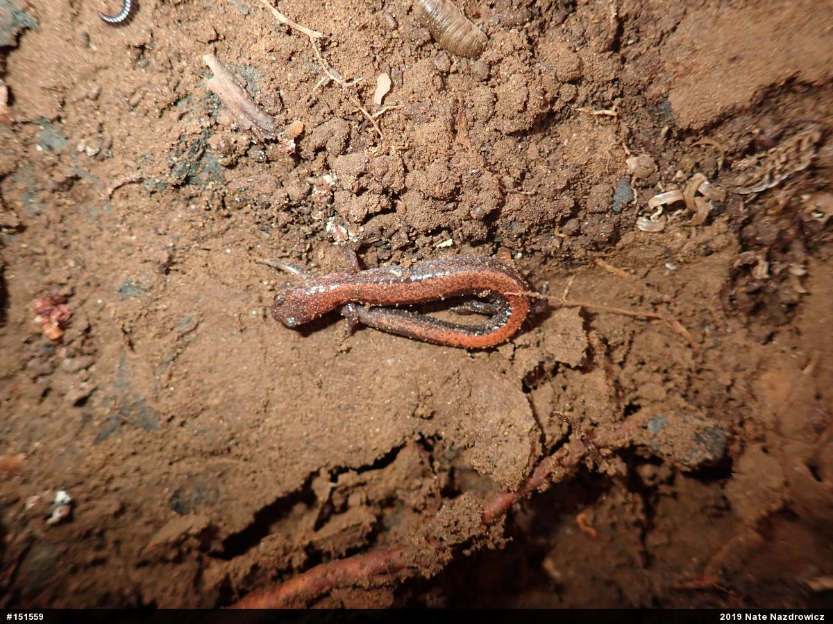 Eastern Red-backed  Salamander