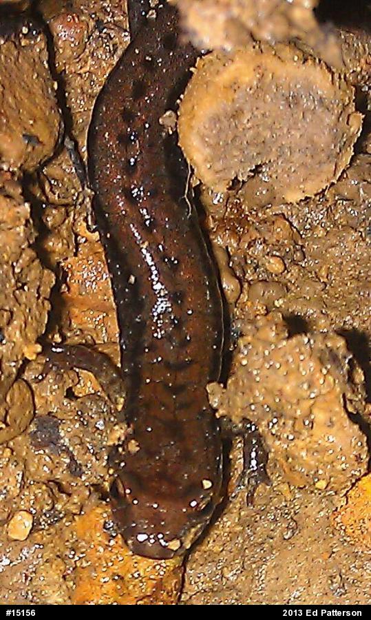 Allegheny Mountain Dusky Salamander