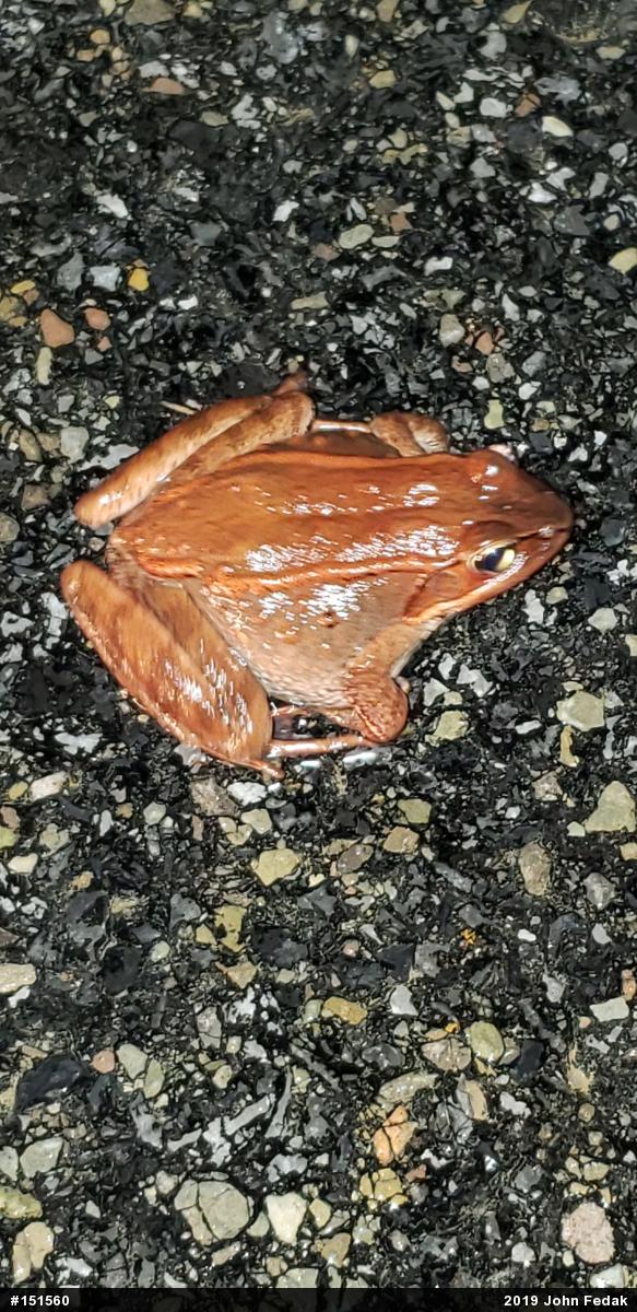 Wood Frog