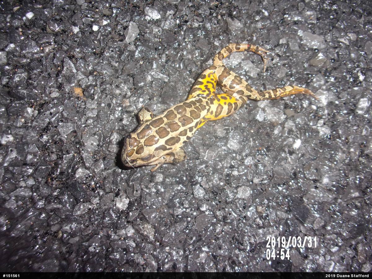 Pickerel Frog
