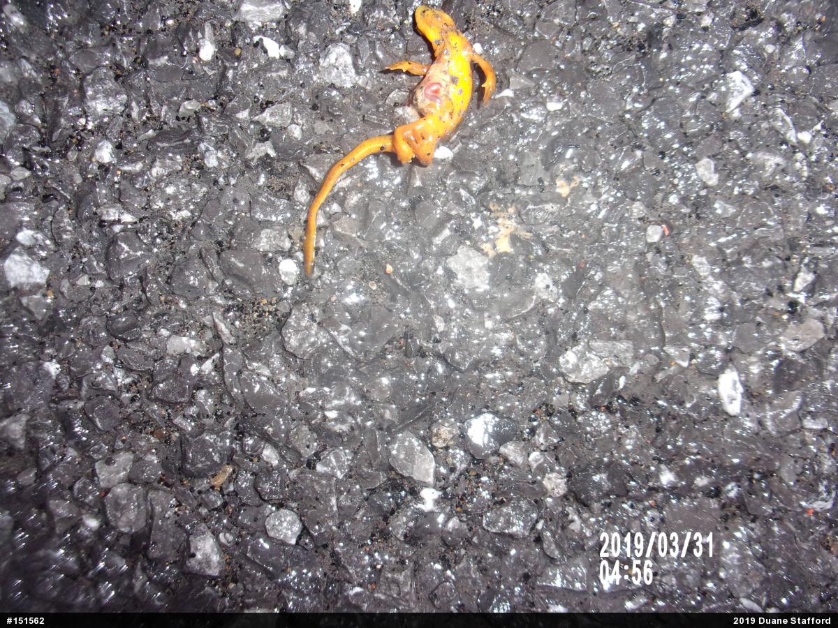 Red-spotted Newt