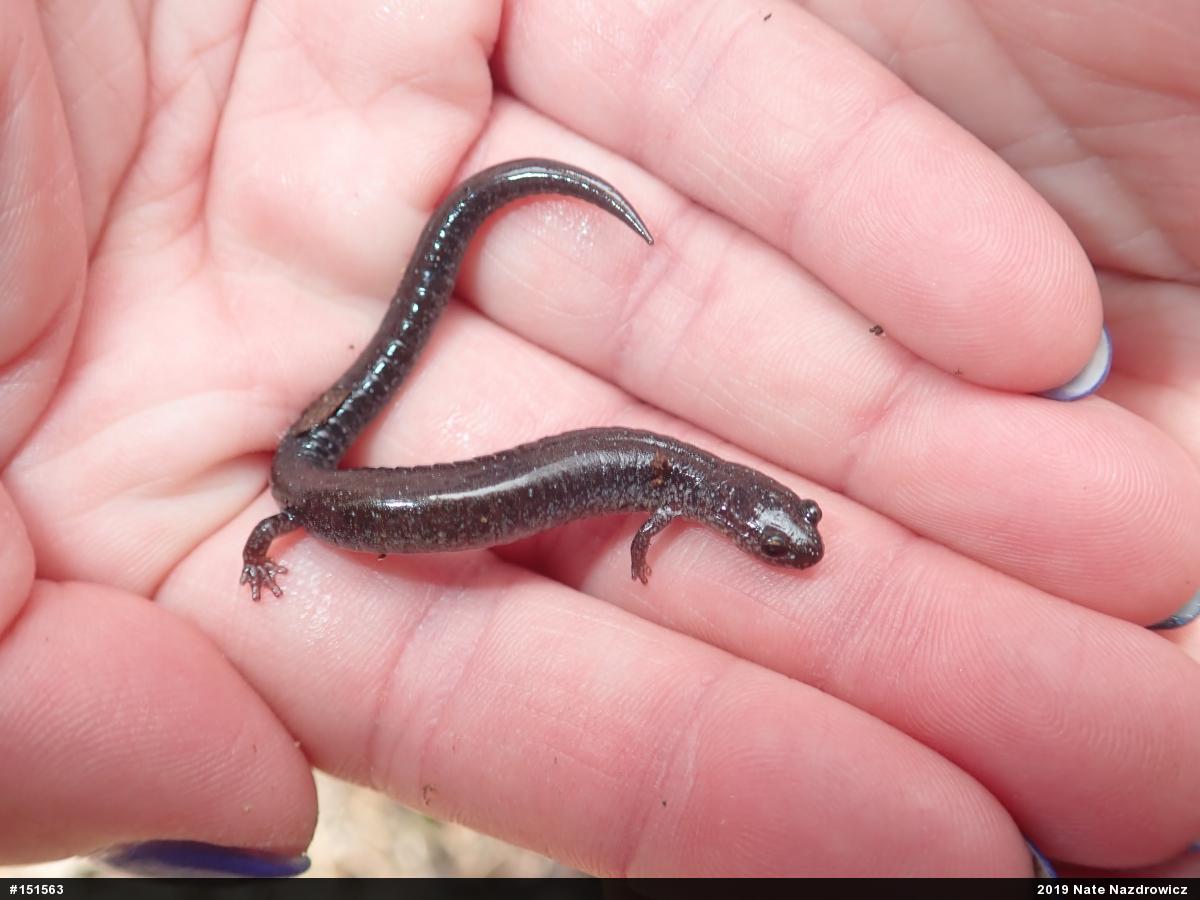 Eastern Red-backed  Salamander