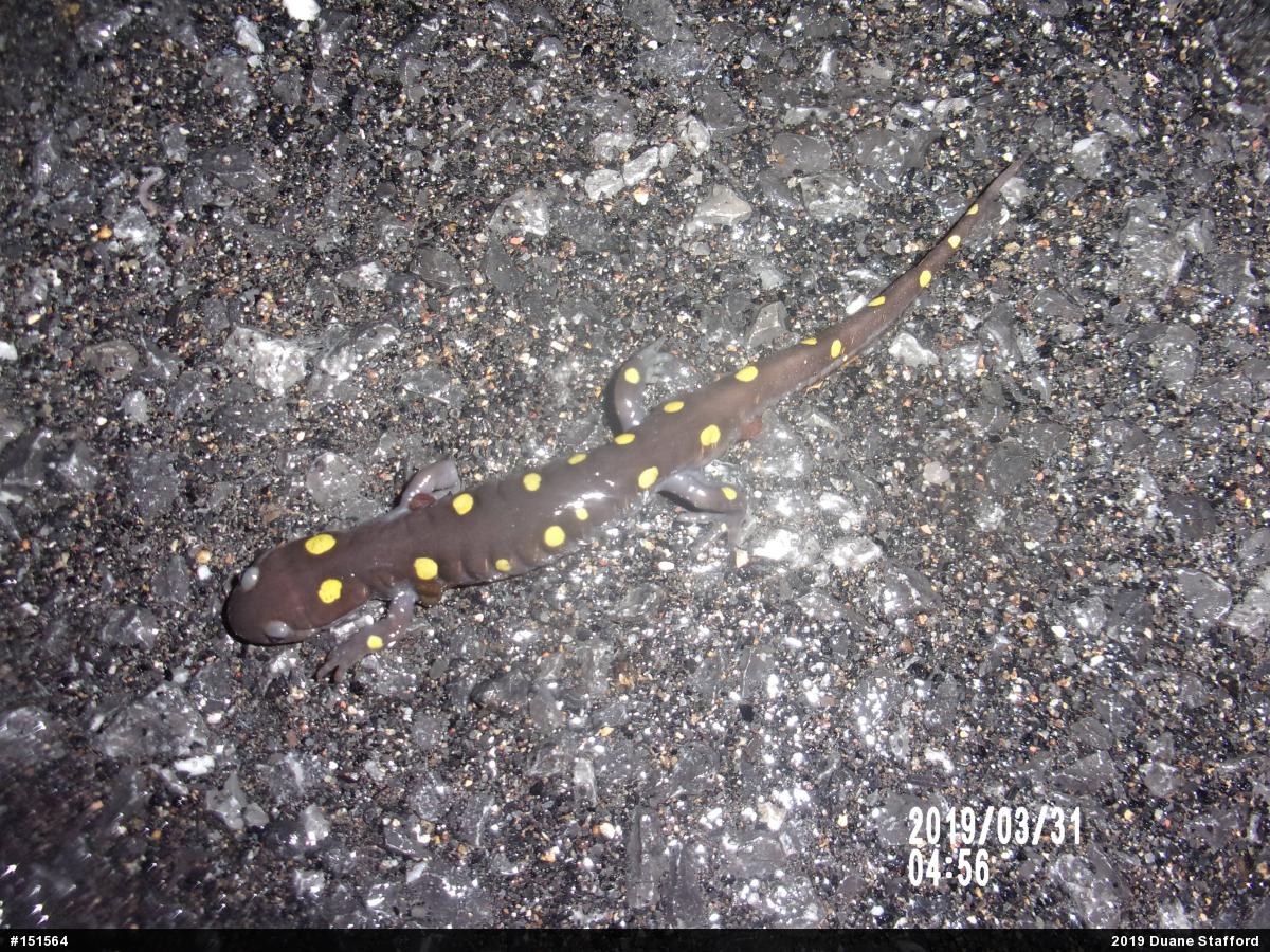 Spotted Salamander