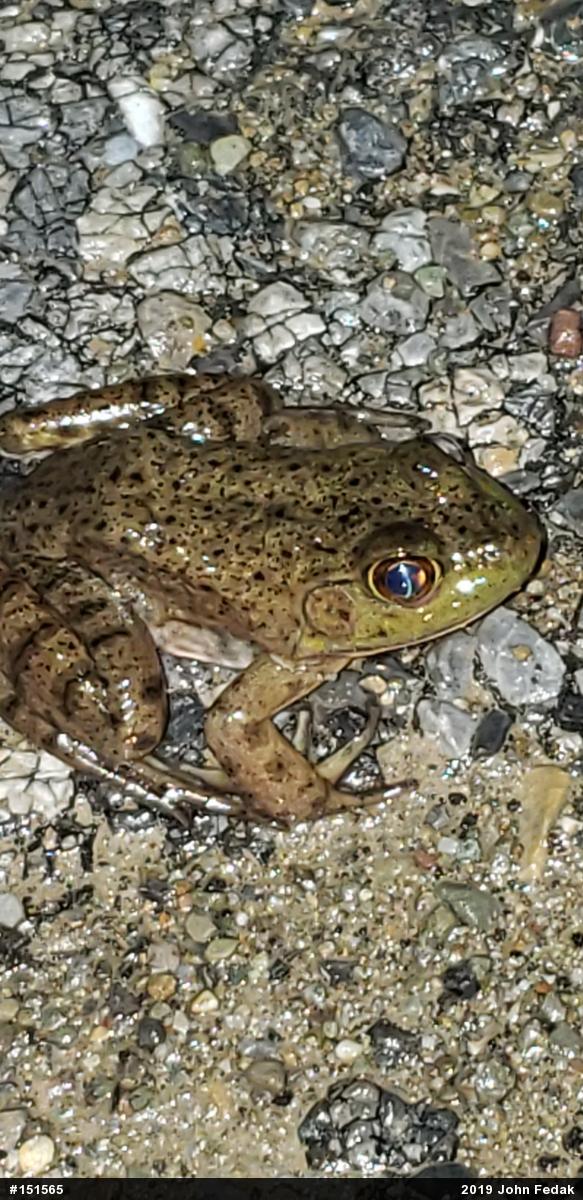 American Bullfrog