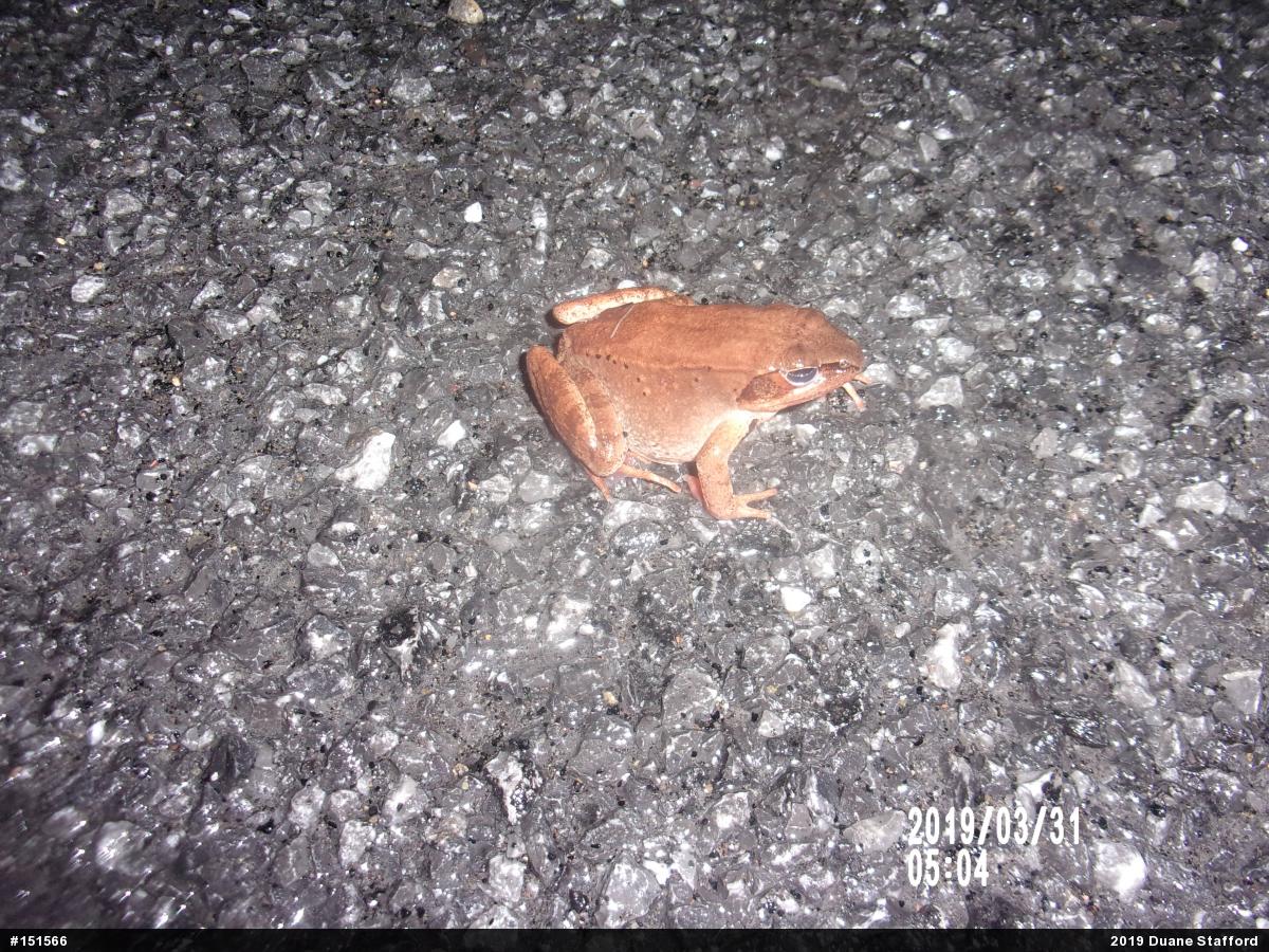 Wood Frog