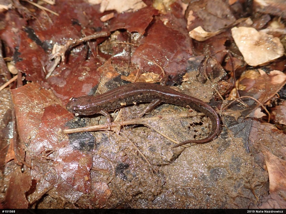 Northern Dusky Salamander