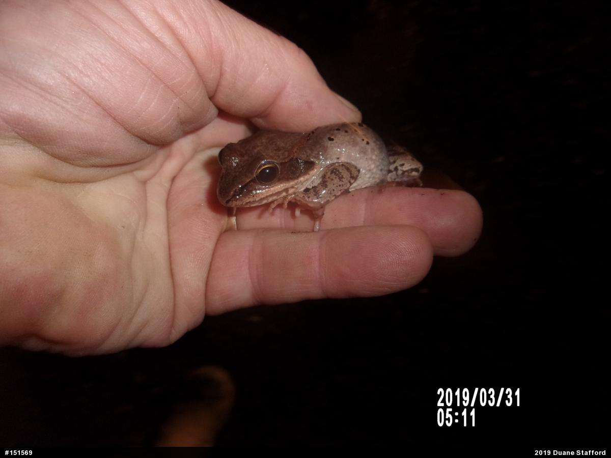 Wood Frog