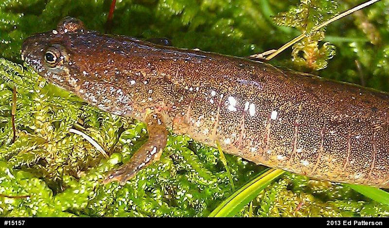 Northern Dusky Salamander
