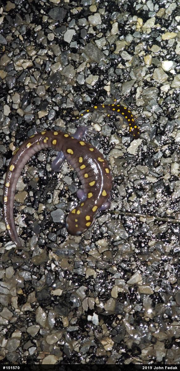 Spotted Salamander
