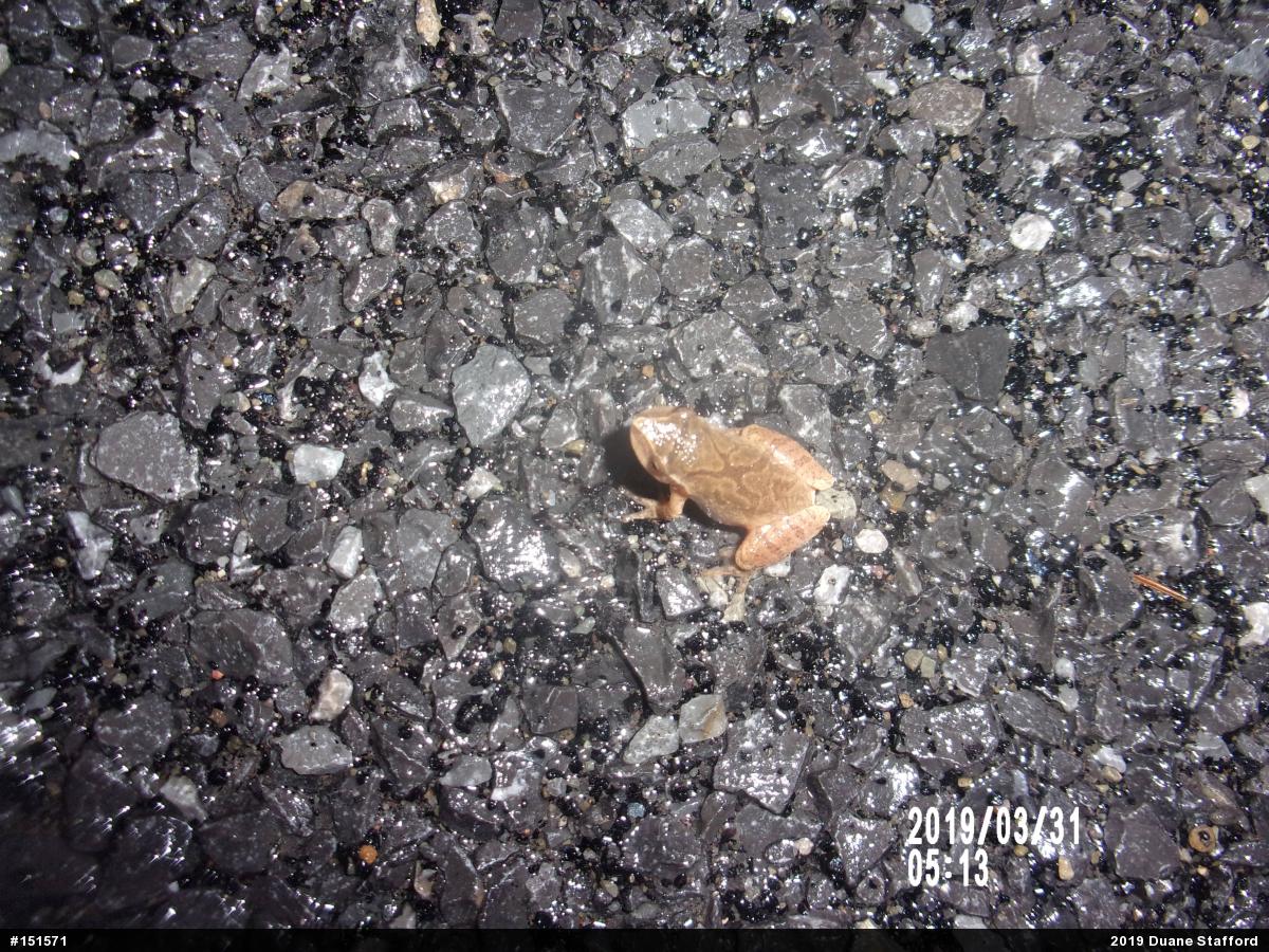 Spring Peeper
