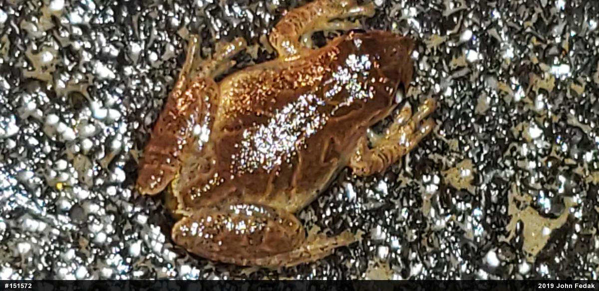 Spring Peeper