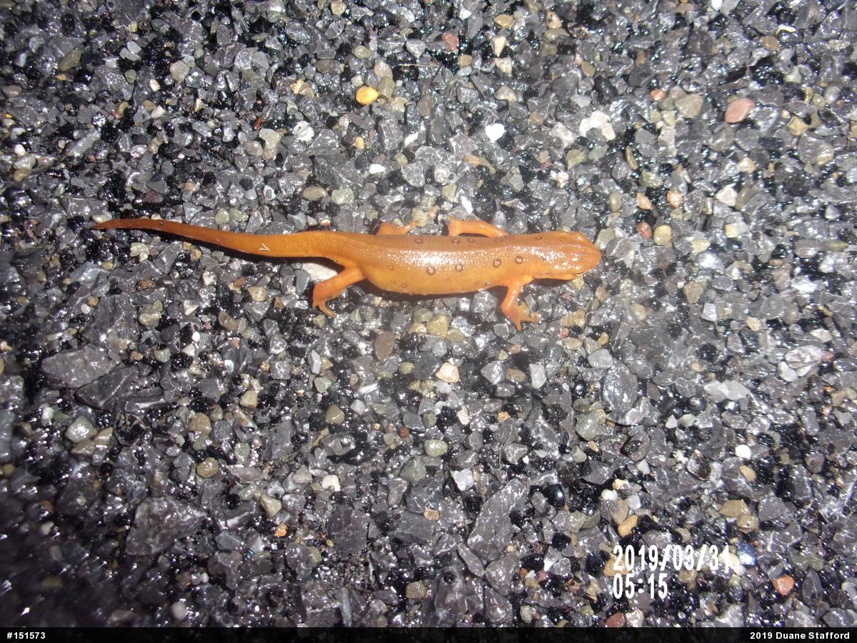 Red-spotted Newt