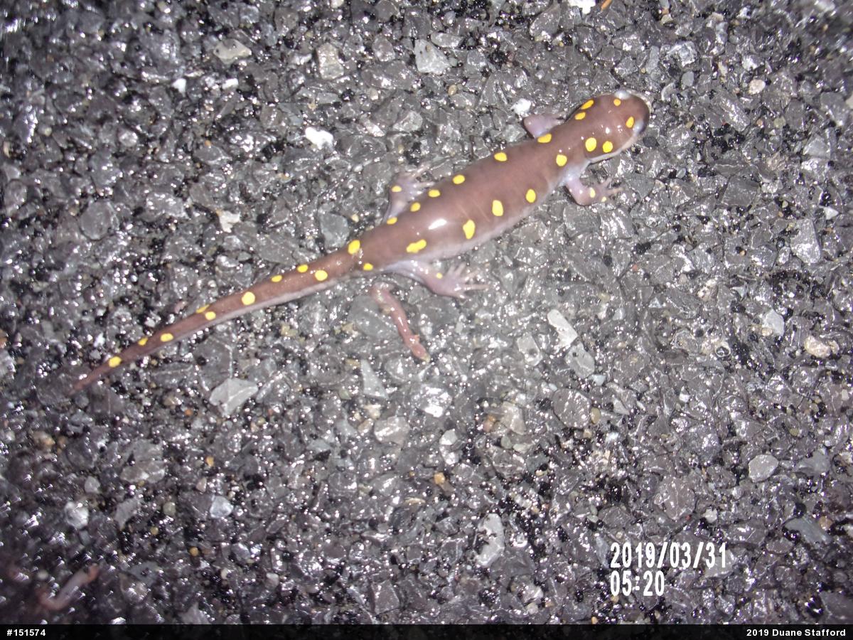 Spotted Salamander