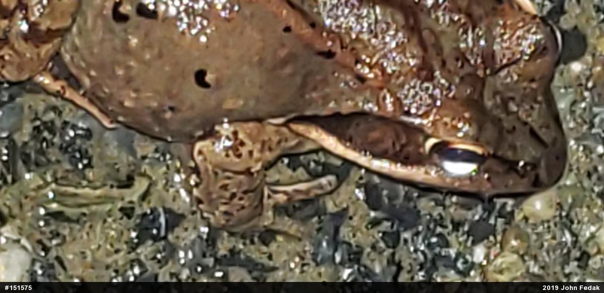 Wood Frog