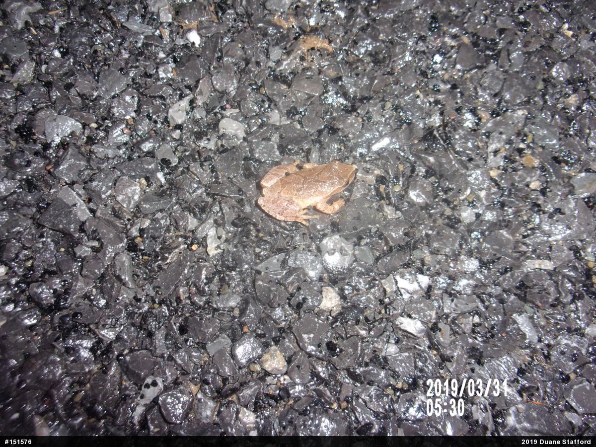 Spring Peeper