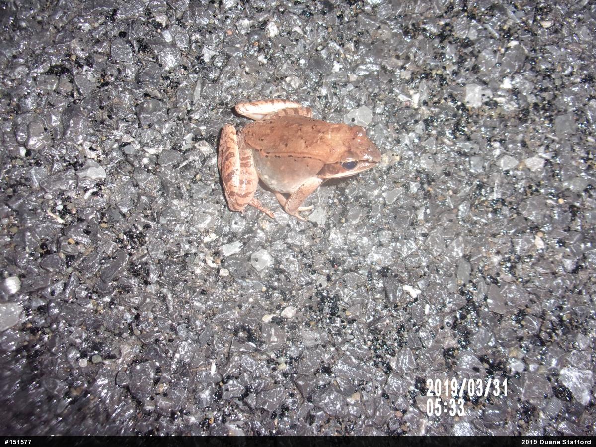 Wood Frog