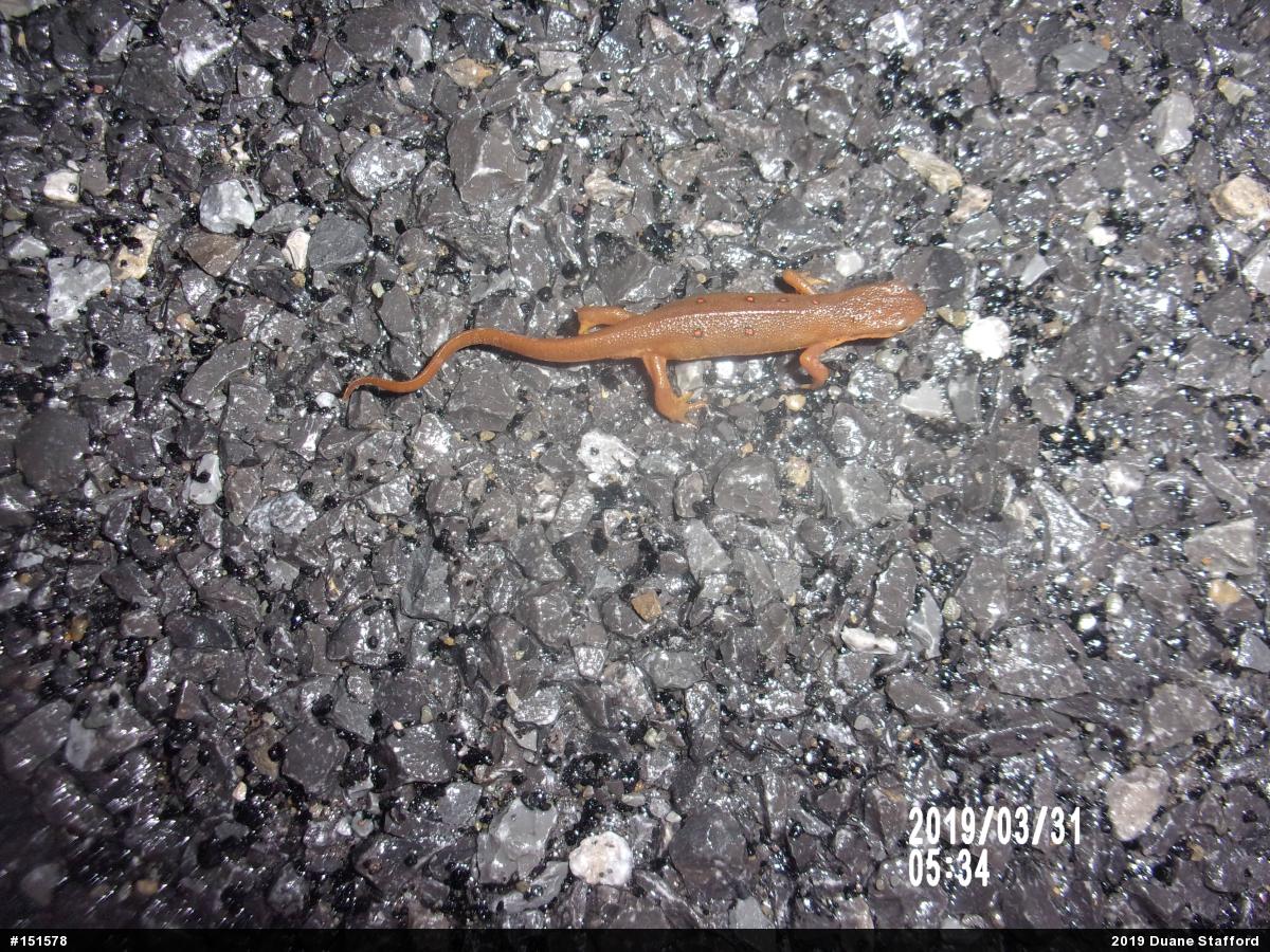 Red-spotted Newt