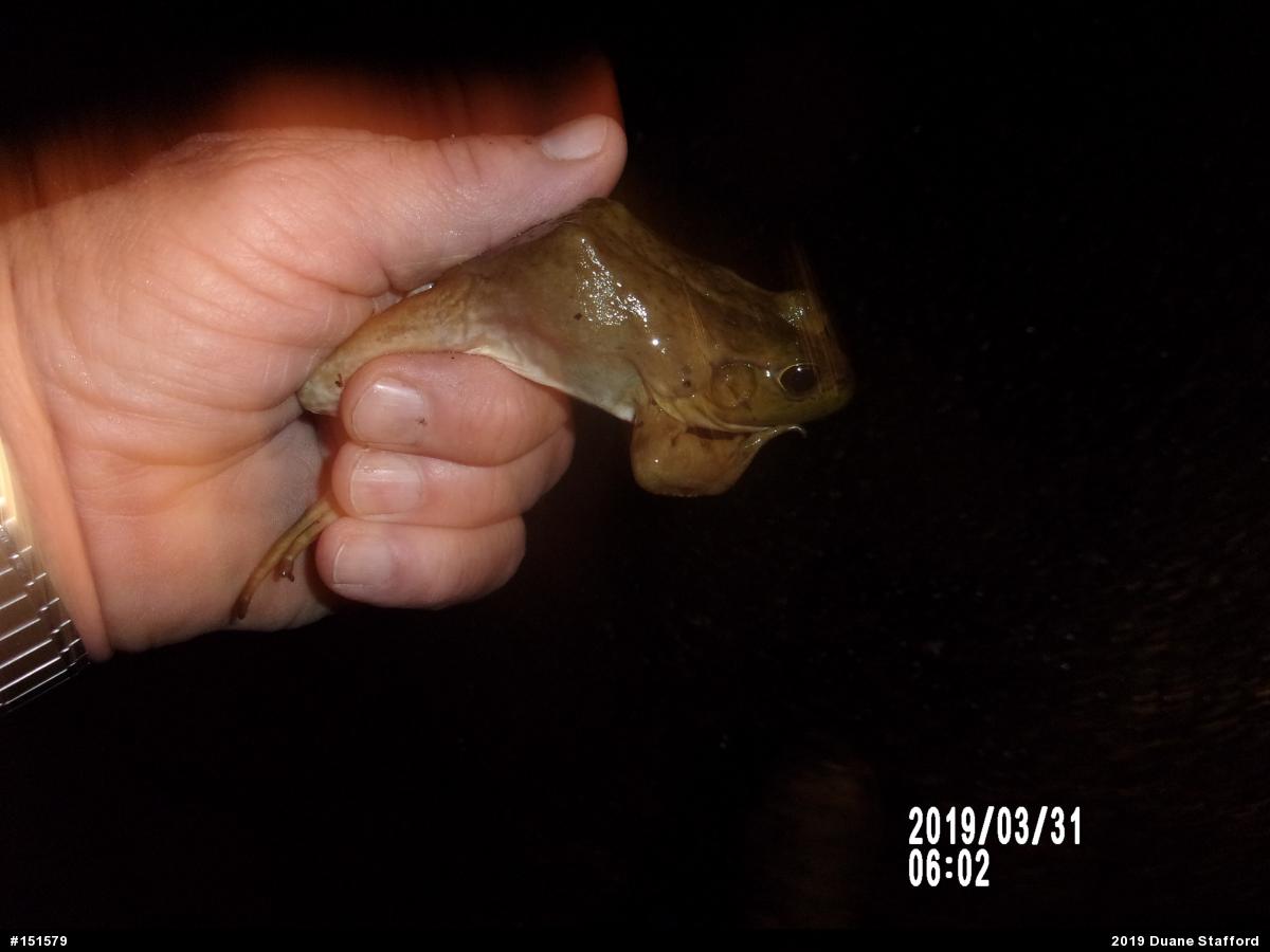 American Bullfrog