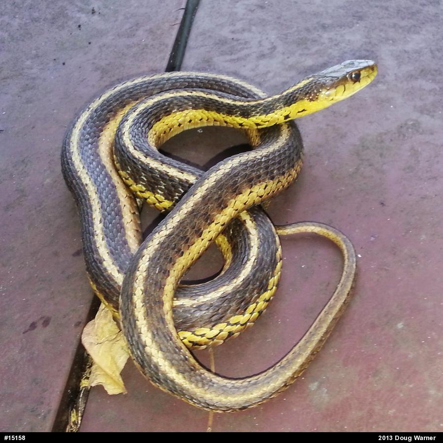 Eastern Gartersnake
