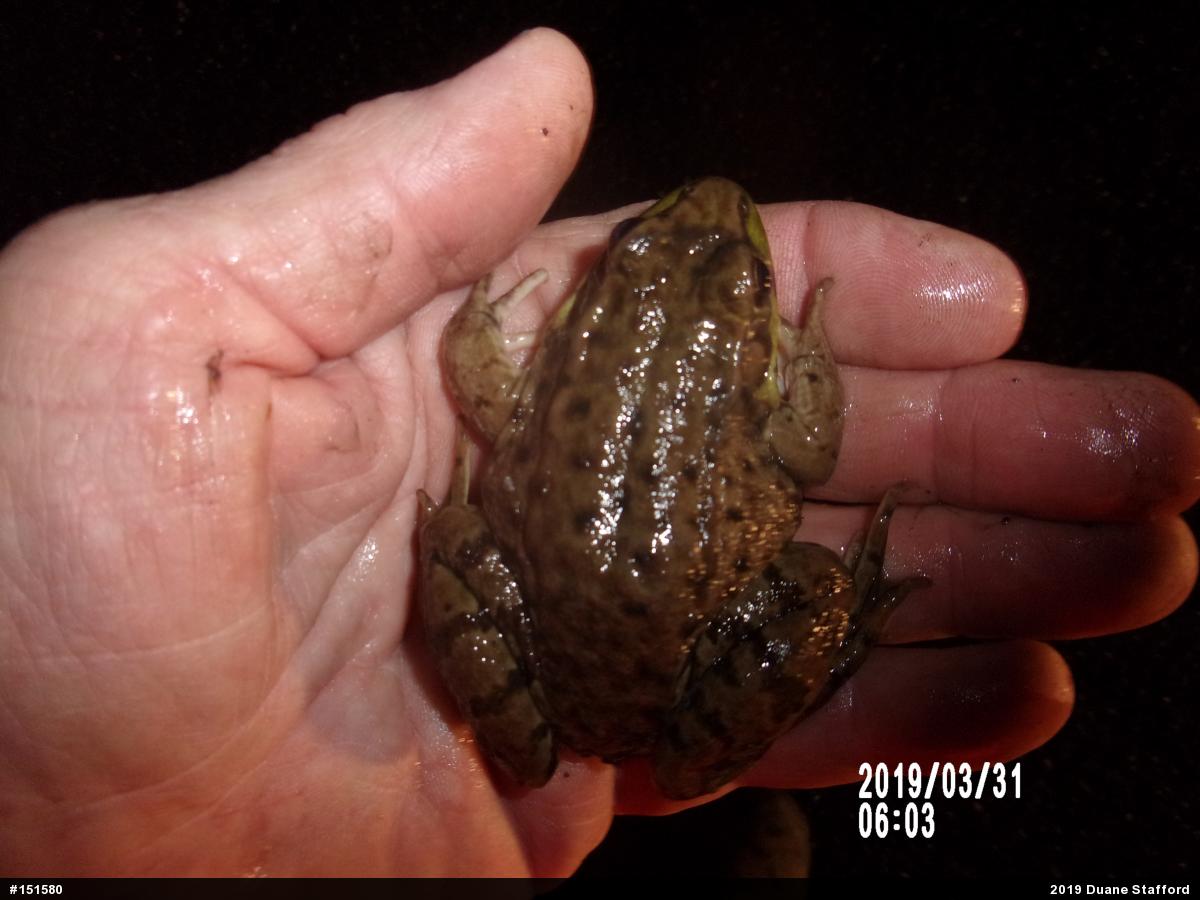 Green Frog