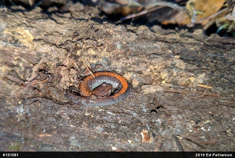 Eastern Red-backed  Salamander