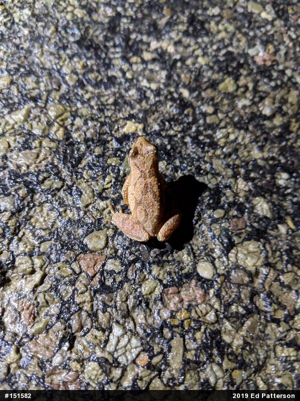 Spring Peeper