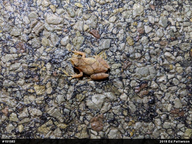 Spring Peeper