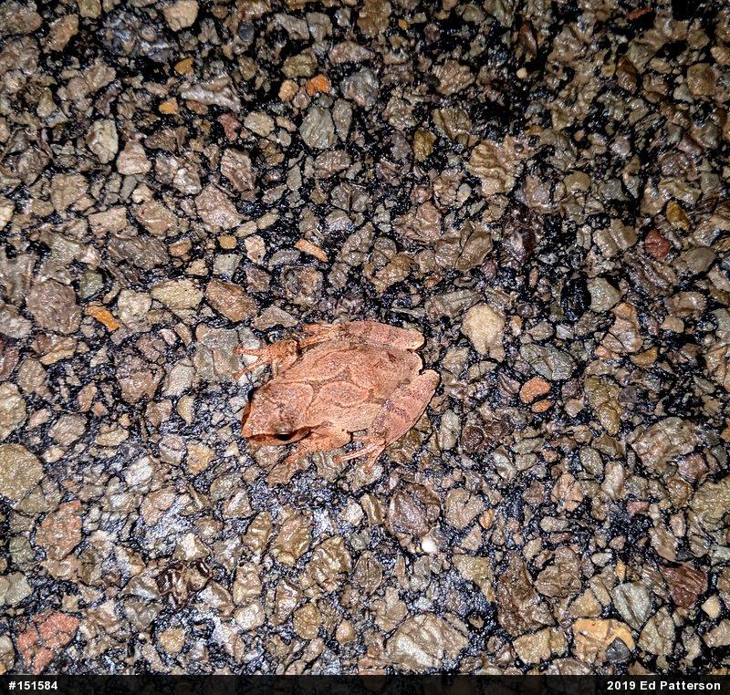 Spring Peeper