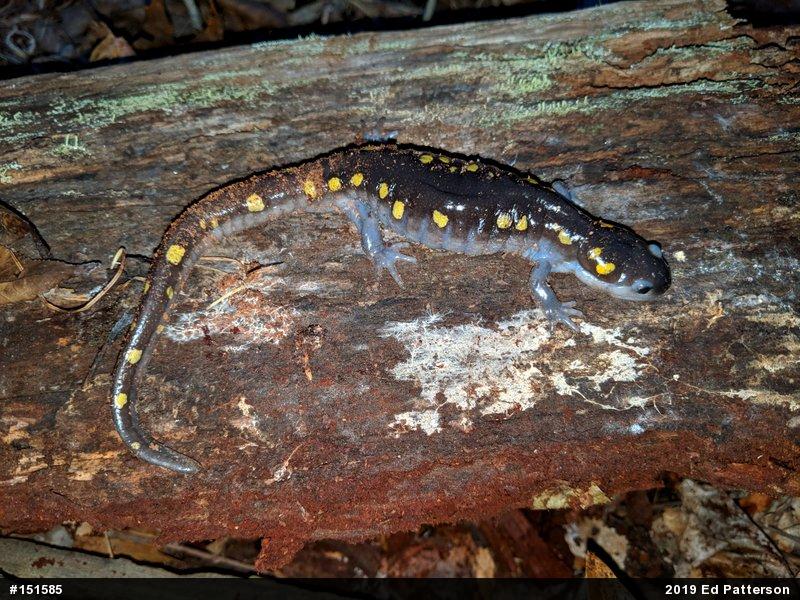 Spotted Salamander