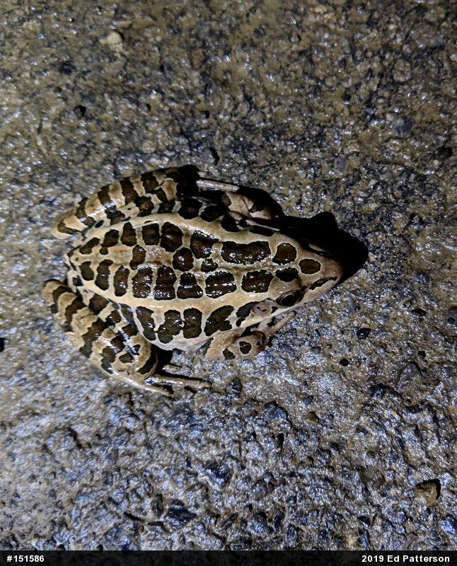 Pickerel Frog