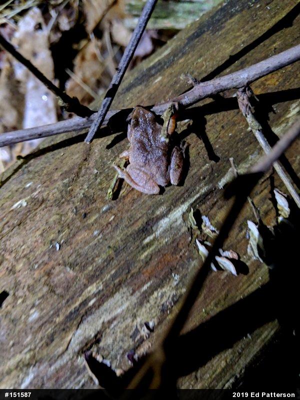 Spring Peeper