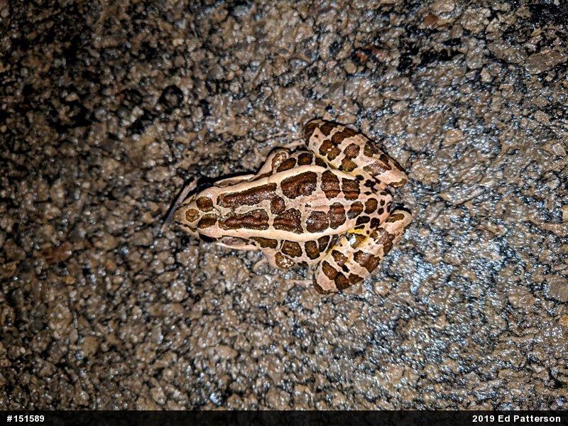 Pickerel Frog
