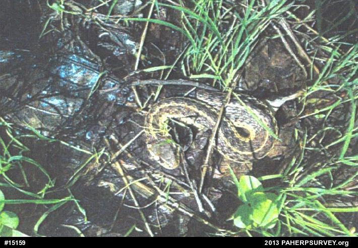 Eastern Gartersnake