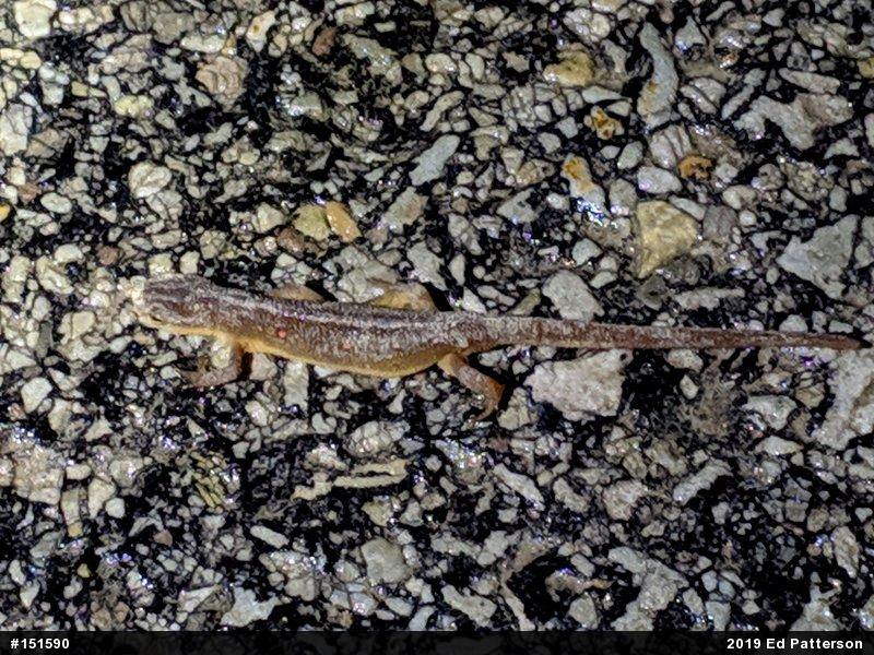 Red-spotted Newt