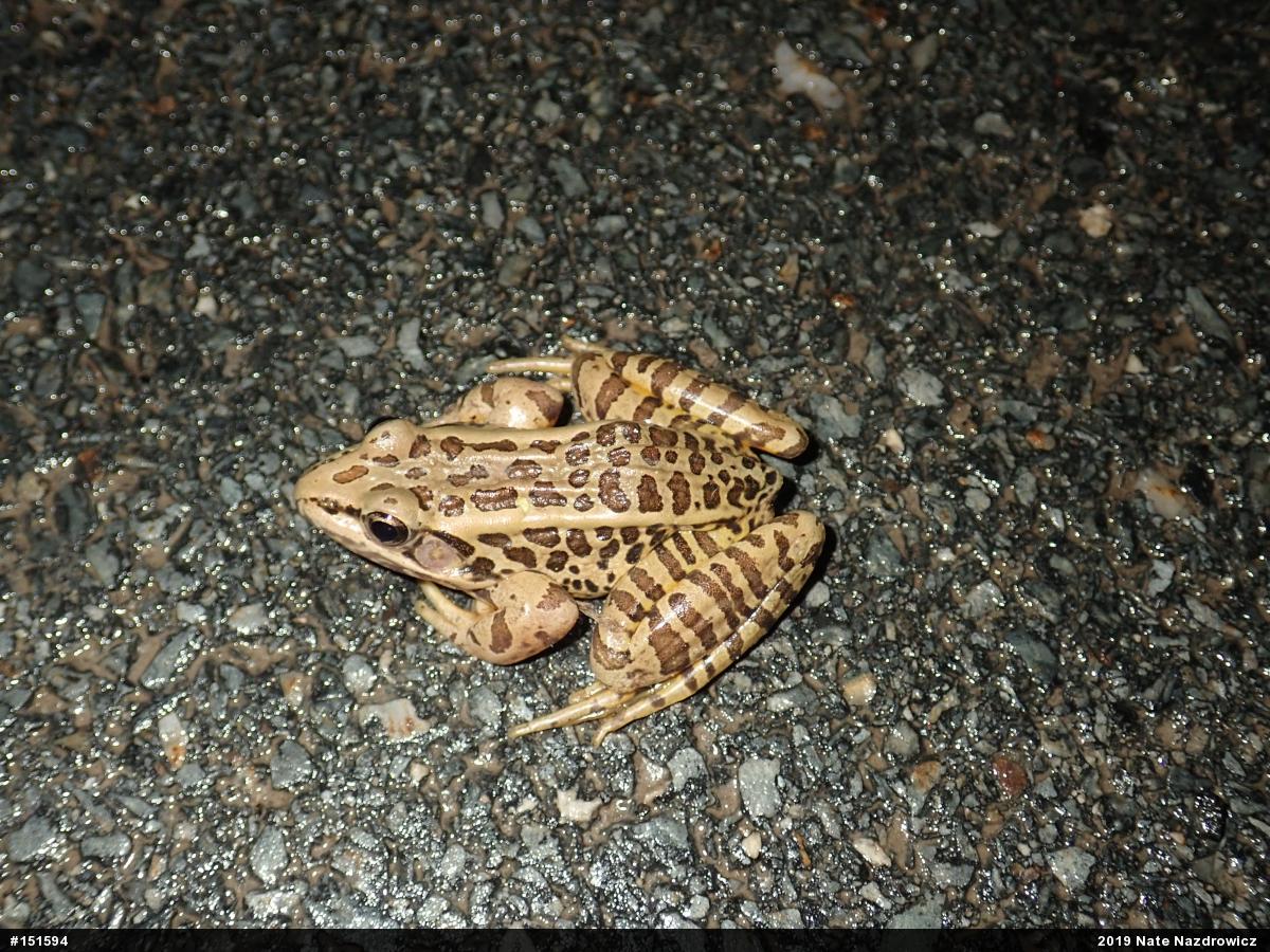 Pickerel Frog