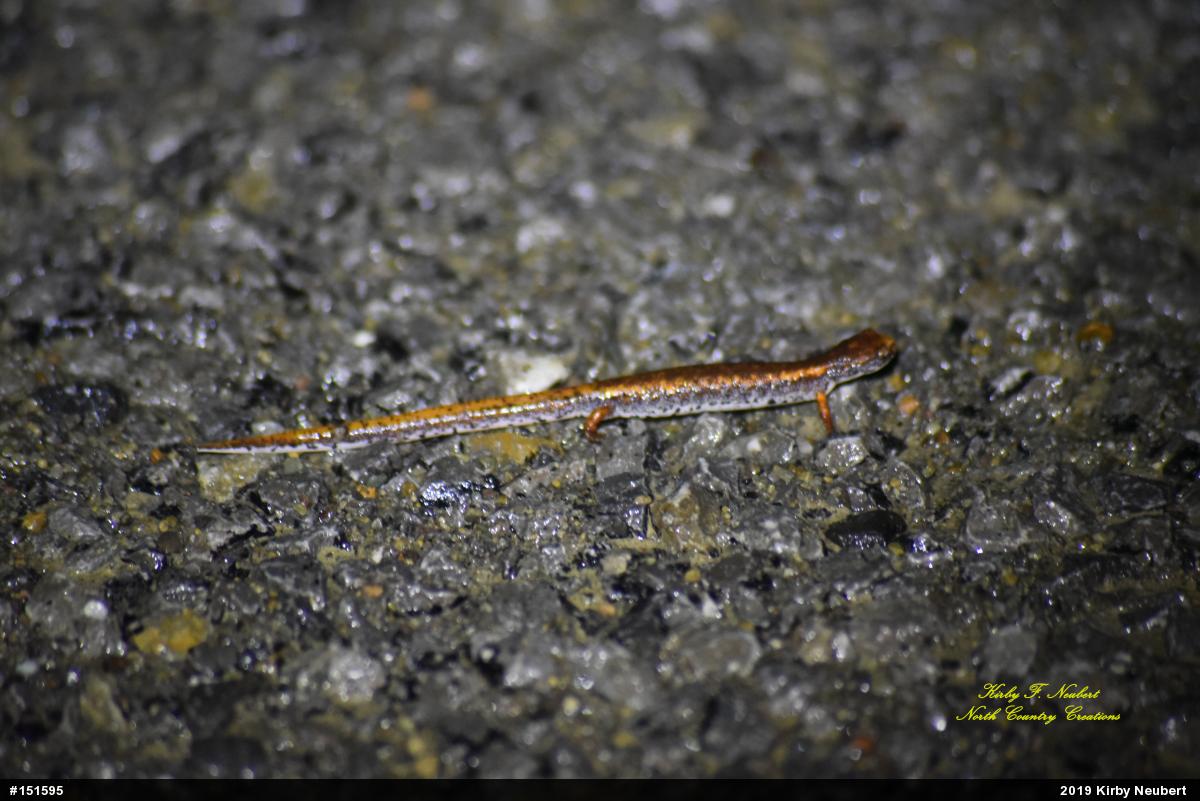 Four-toed Salamander
