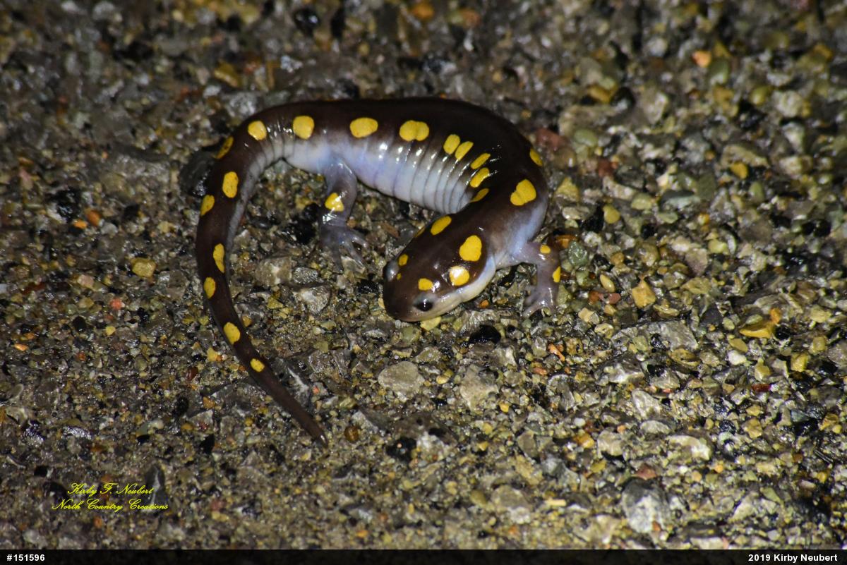 Spotted Salamander