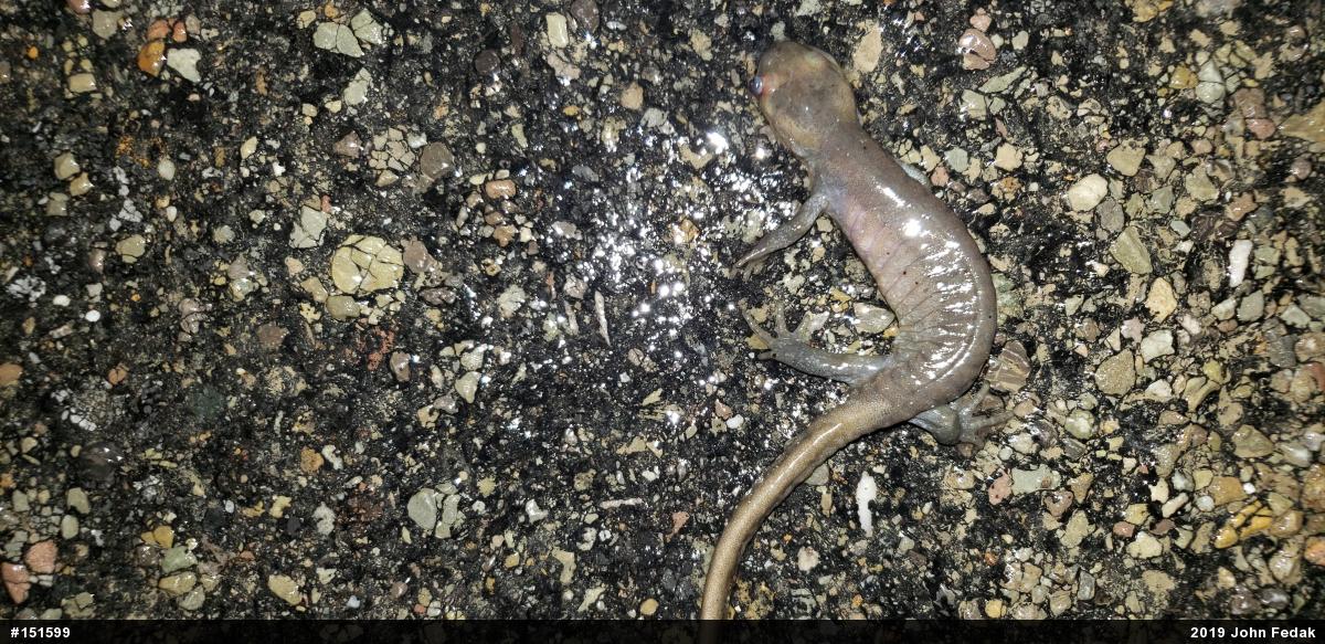 Jefferson Salamander