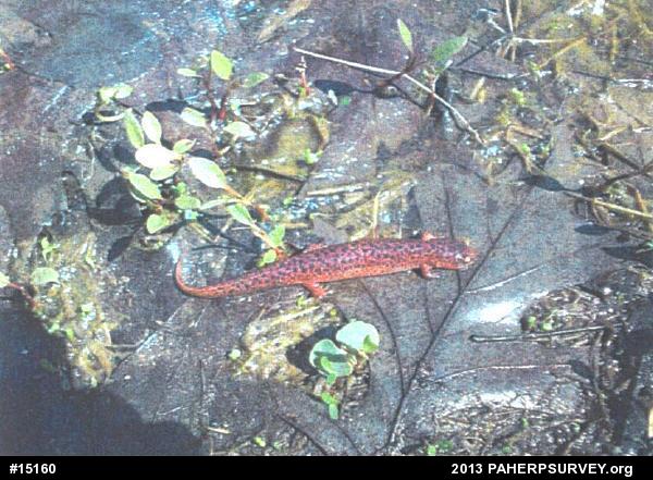 Northern Red Salamander