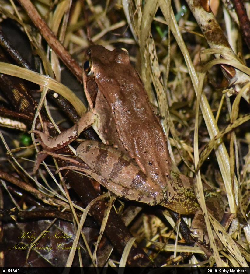 Wood Frog