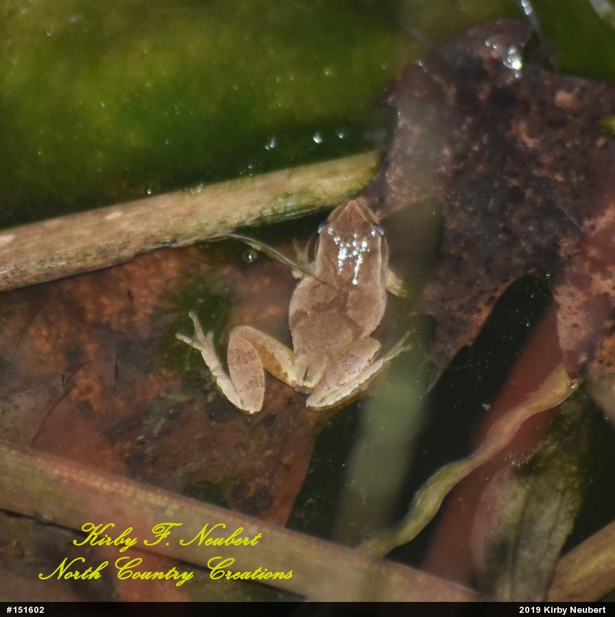 Spring Peeper
