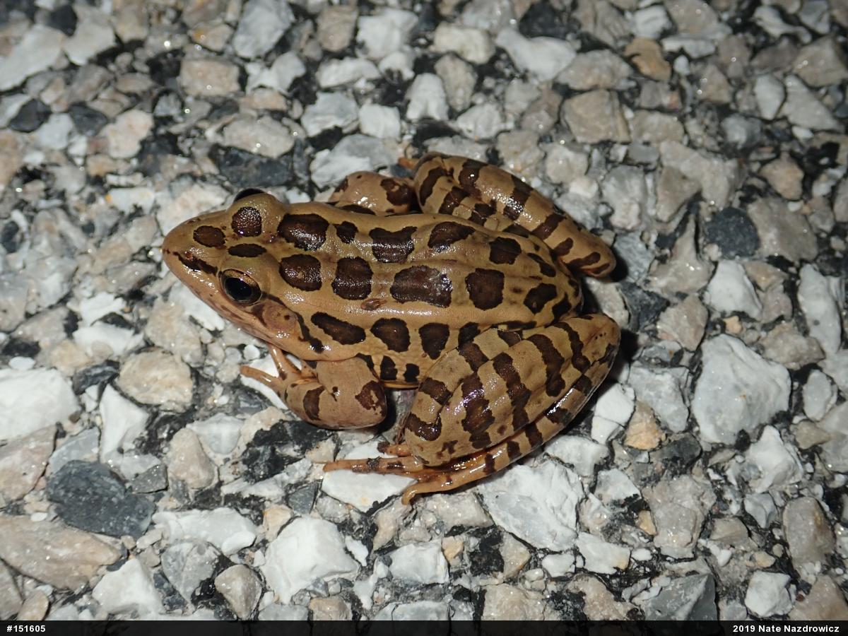 Pickerel Frog