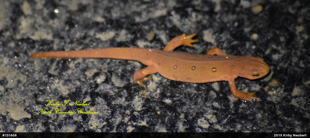 Red-spotted Newt