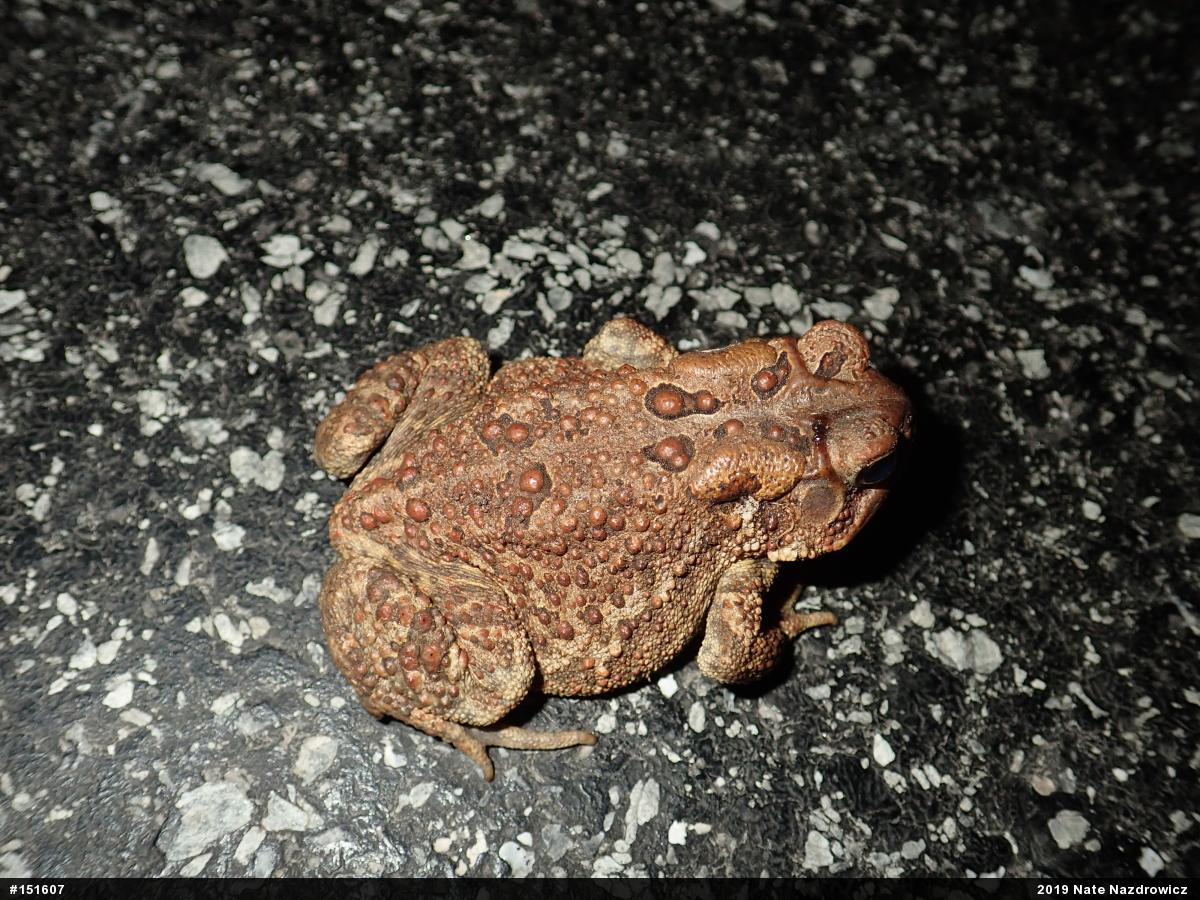 Eastern American Toad