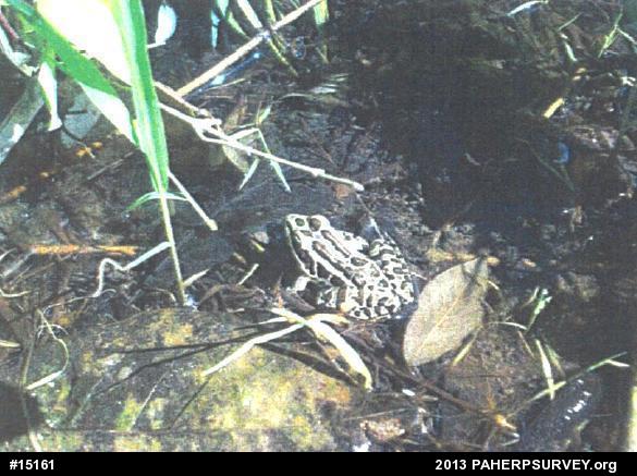 Pickerel Frog