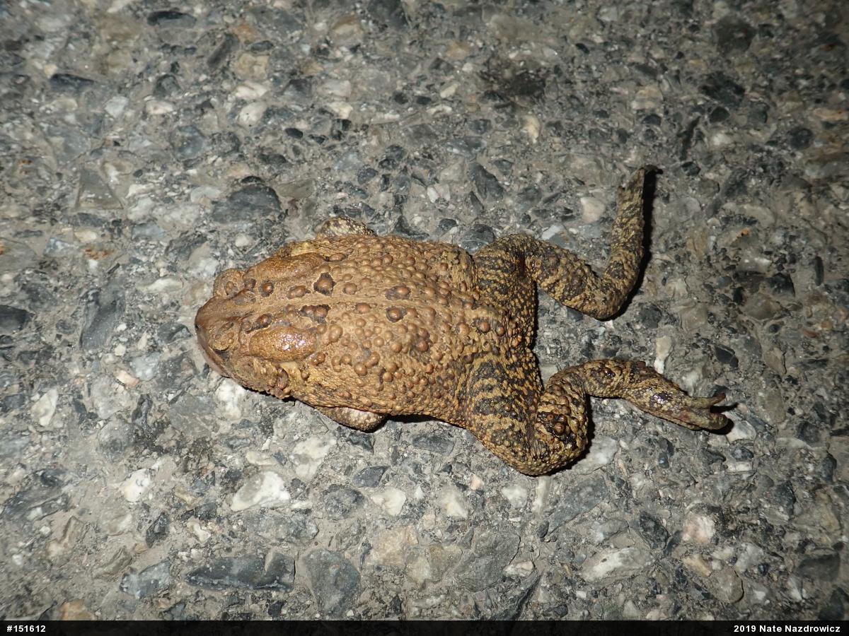 Eastern American Toad
