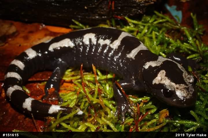 Marbled Salamander